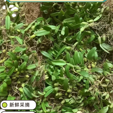 福建本地单叶小果石橄榄