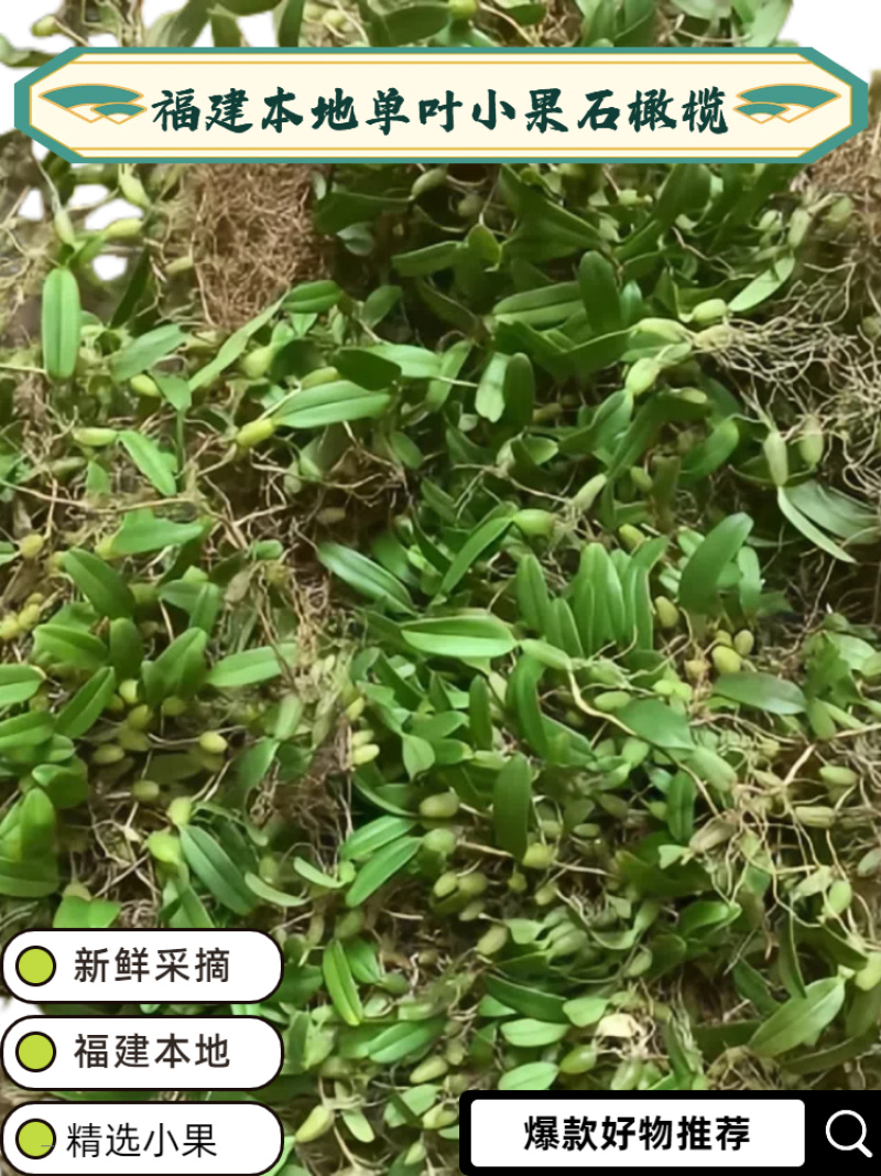 福建本地单叶小果石橄榄
