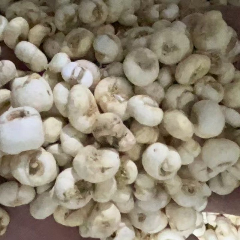贝母藏贝母川贝母小贝母大贝母批发