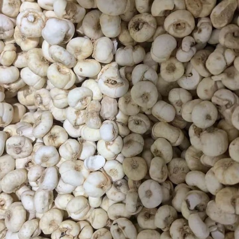 贝母藏贝母川贝母小贝母大贝母批发