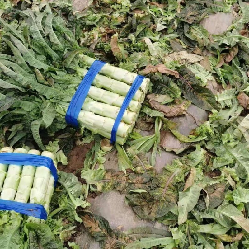 【实力】河南开封红莴笋红叶尖莴苣-产地直发-规格齐全