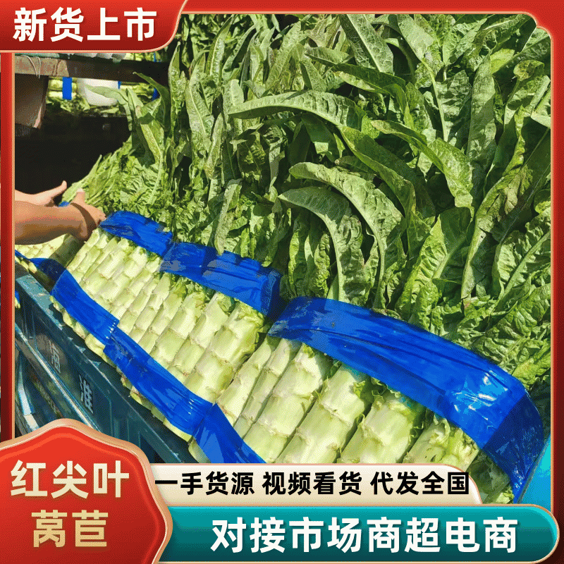 【实力】河南开封红莴笋红叶尖莴苣-产地直发-规格齐全