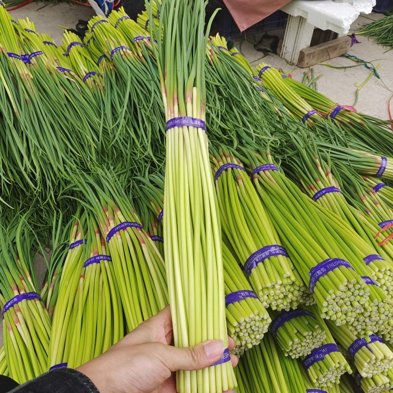 【实力】红帽蒜薹-产地直发-货源充足-对接全国市场-量大价优