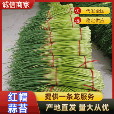 【实力】红帽蒜薹-产地直发-货源充足-对接全国市场-量大价优