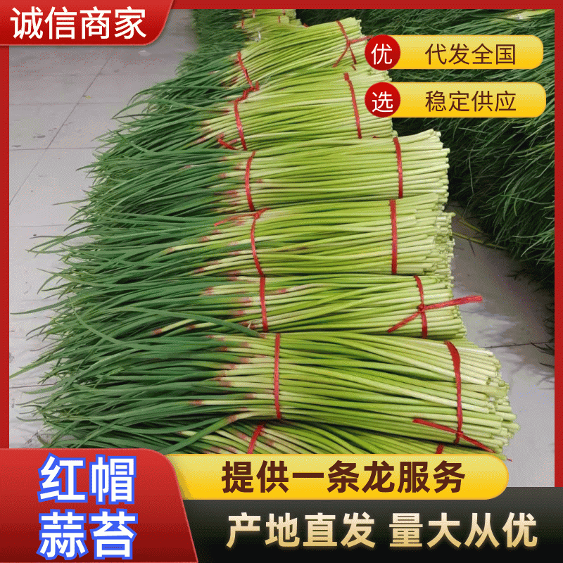 【实力】红帽蒜薹-产地直发-货源充足-对接全国市场-量大价优