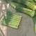 【优选蒜薹】河南开封红帽蒜苔产地直发货源充足对接全国量大价优