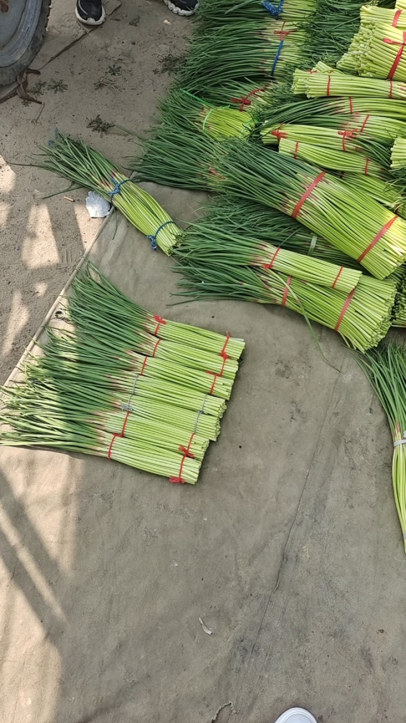 【优选蒜薹】河南开封红帽蒜苔产地直发货源充足对接全国量大价优