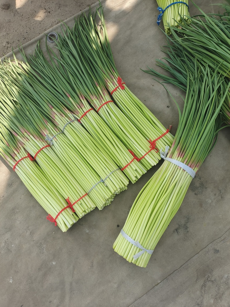 【优选蒜薹】河南开封红帽蒜苔产地直发货源充足对接全国量大价优