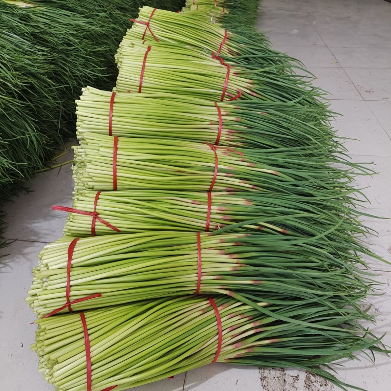 【优选蒜薹】河南开封红帽蒜苔产地直发货源充足对接全国量大价优