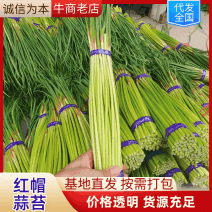 【优选蒜薹】河南开封红帽蒜苔产地直发货源充足对接全国量大价优