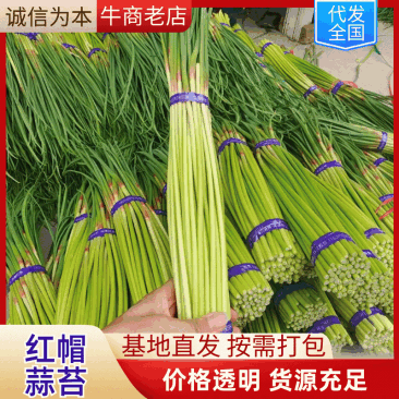 【优选蒜薹】河南开封红帽蒜苔产地直发货源充足对接全国量大价优