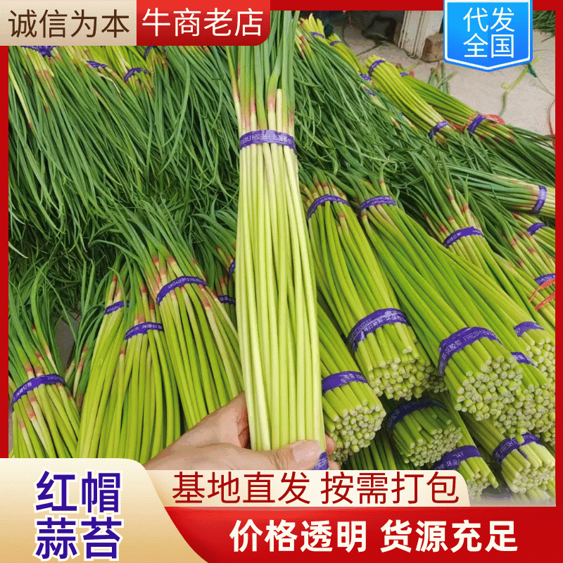 【优选蒜薹】河南开封红帽蒜苔产地直发货源充足对接全国量大价优