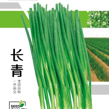 长青沙拉葱种子进口香葱种子高产沙葱种子