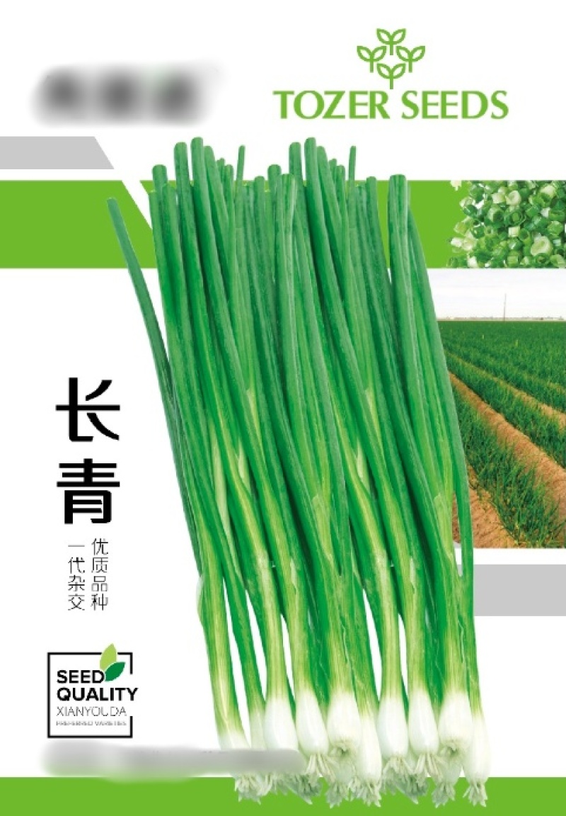 长青沙拉葱种子进口香葱种子高产沙葱种子