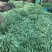 【实力商家】云南无筋豆高山四季豆翠绿一件代发抖音快手多多