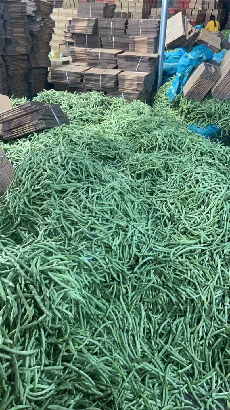 【实力商家】云南无筋豆高山四季豆翠绿一件代发抖音快手多多