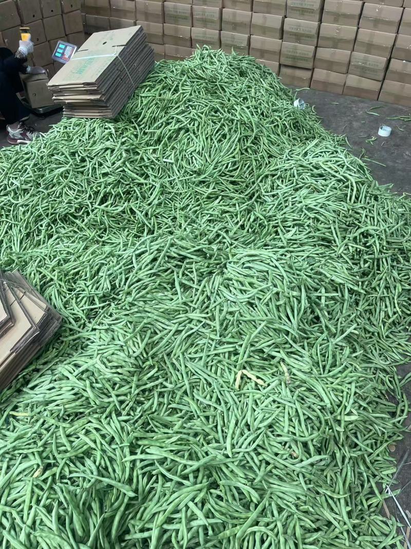 【实力商家】云南无筋豆高山四季豆翠绿一件代发抖音快手多多
