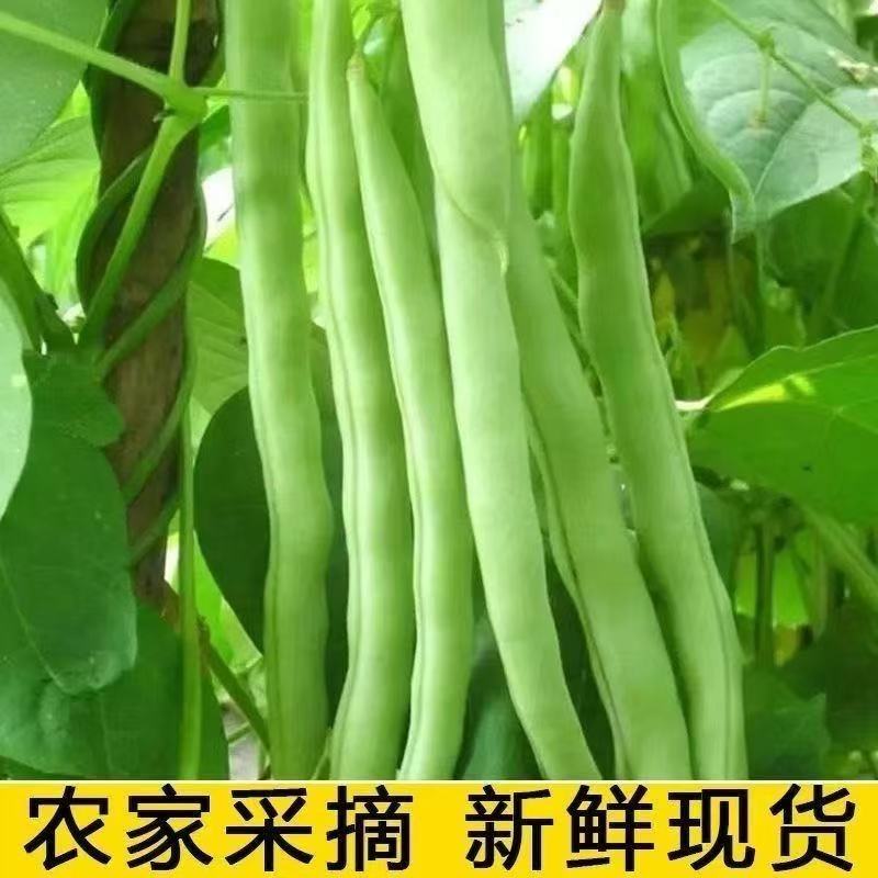 【实力商家】云南无筋豆高山四季豆翠绿一件代发抖音快手多多