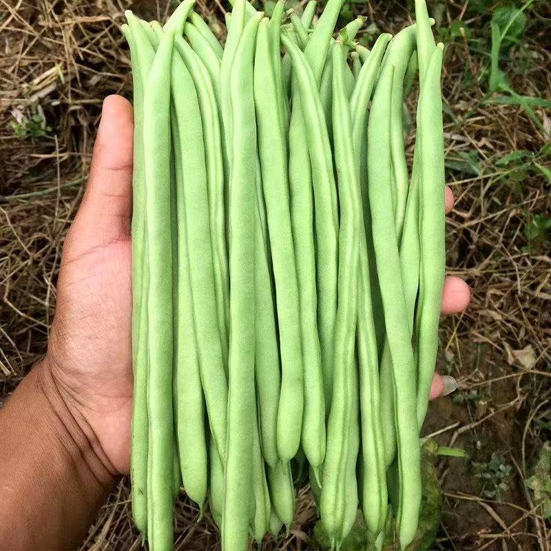 【实力商家】云南无筋豆高山四季豆翠绿一件代发抖音快手多多