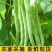 【实力商家】云南无筋豆高山四季豆翠绿一件代发抖音快手多多