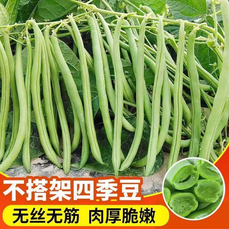 【实力商家】云南无筋豆高山四季豆翠绿一件代发抖音快手多多