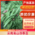 【实力商家】云南无筋豆高山四季豆翠绿一件代发抖音快手多多