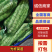 【热销】河南开封冷库光杆莴苣-产地直发-规格齐全-来电详谈