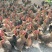 清远树竹林走地鸡活鸡生态养殖240-250天养殖