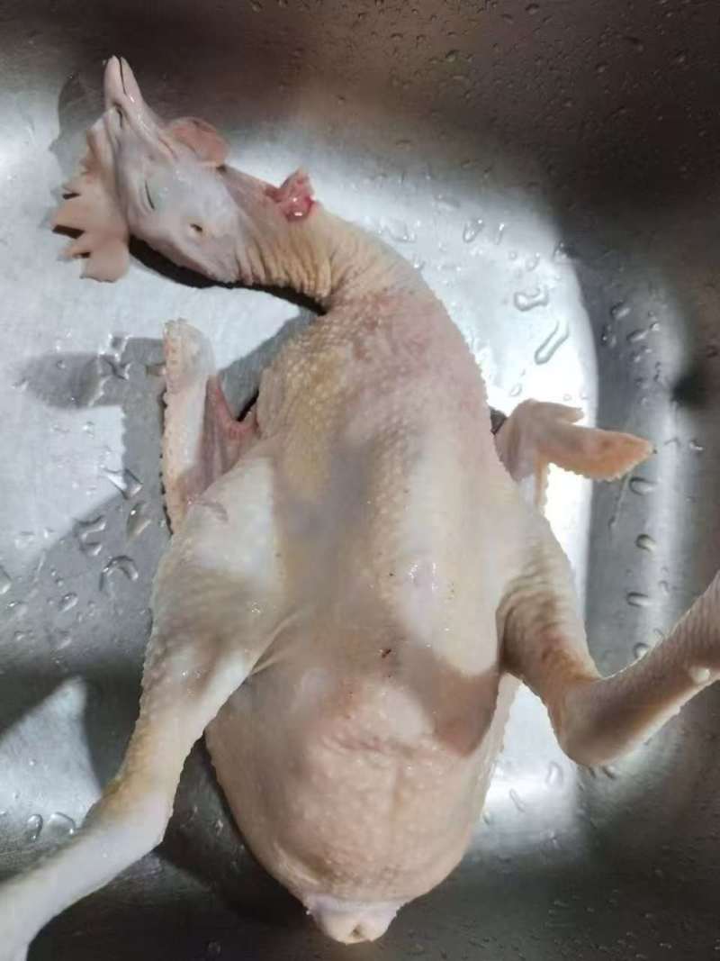 清远树竹林走地鸡白条鸡鲜货直发按需包装常年供应