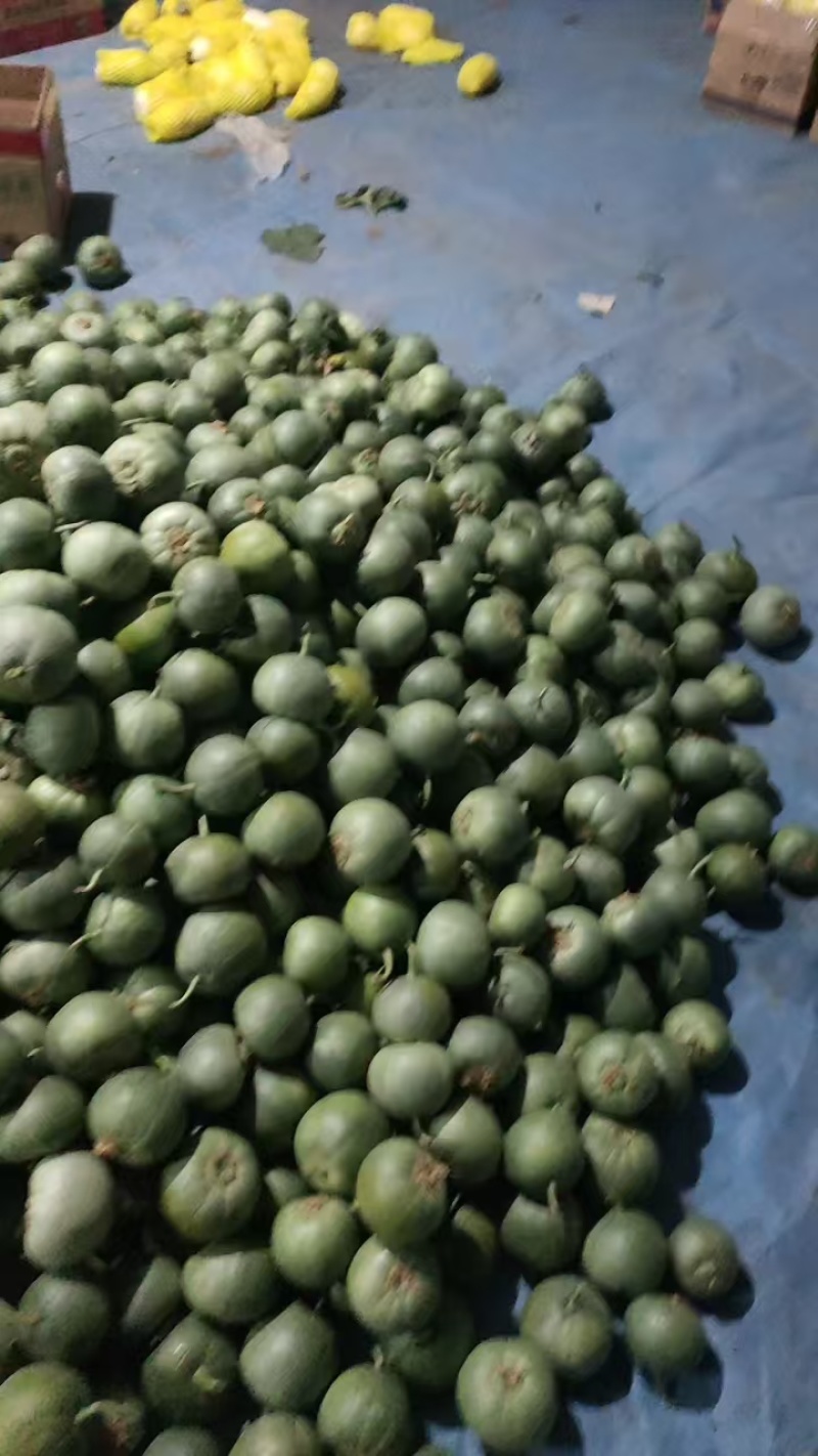 潍坊青州绿宝甜瓜，大量现货速发，欢迎老板选购