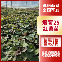【现货速发】烟薯苗，基地直供质量保障，货源充足电联