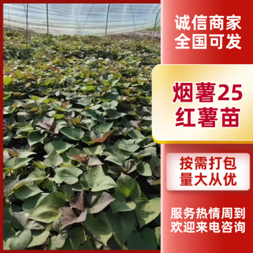 【现货速发】烟薯苗，基地直供质量保障，货源充足电联