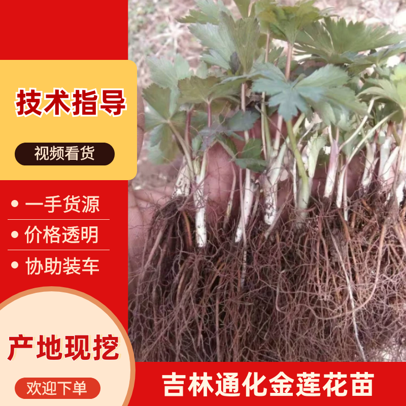 【大量现货】中华一号金莲花货源充足长期供应欢迎咨询下单