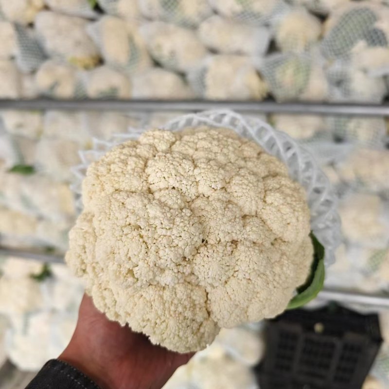 河南精品有机花白面青梗松花菜河南松花菜保证质量全国发货