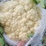 河南精品有机花白面青梗松花菜河南松花菜保证质量全国发货