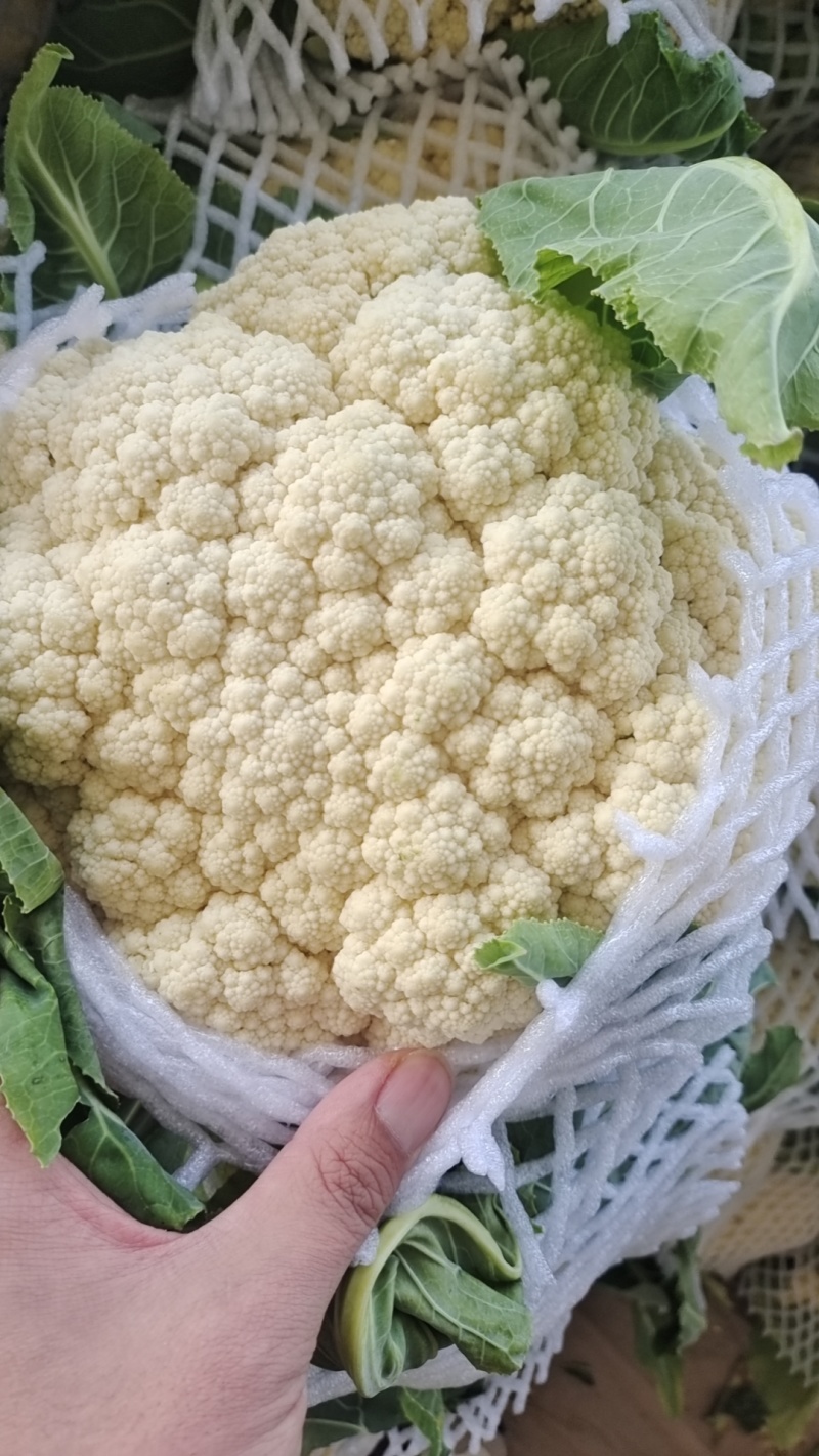 河南精品有机花白面青梗松花菜河南松花菜保证质量全国发货
