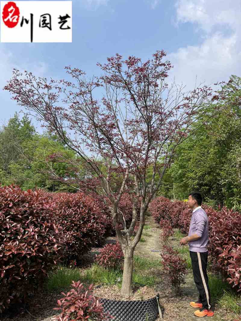 出售精品红枫成都红枫基地直供6-15公分现货量大价优