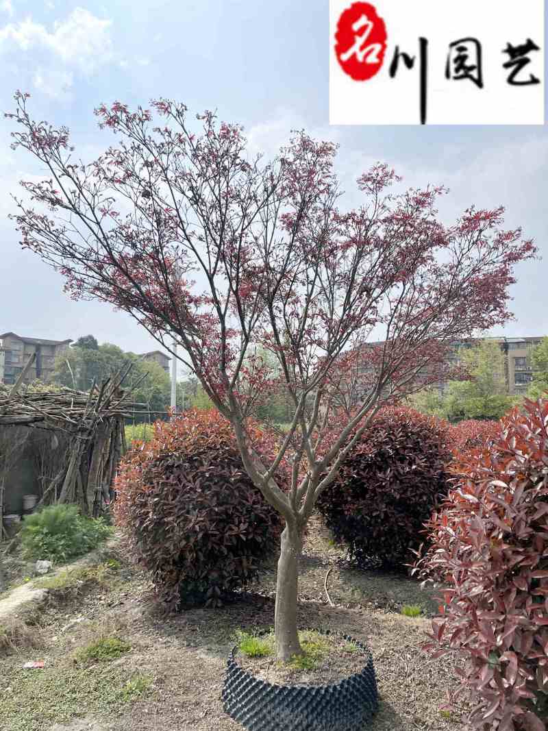 出售精品红枫成都红枫基地直供6-15公分现货量大价优
