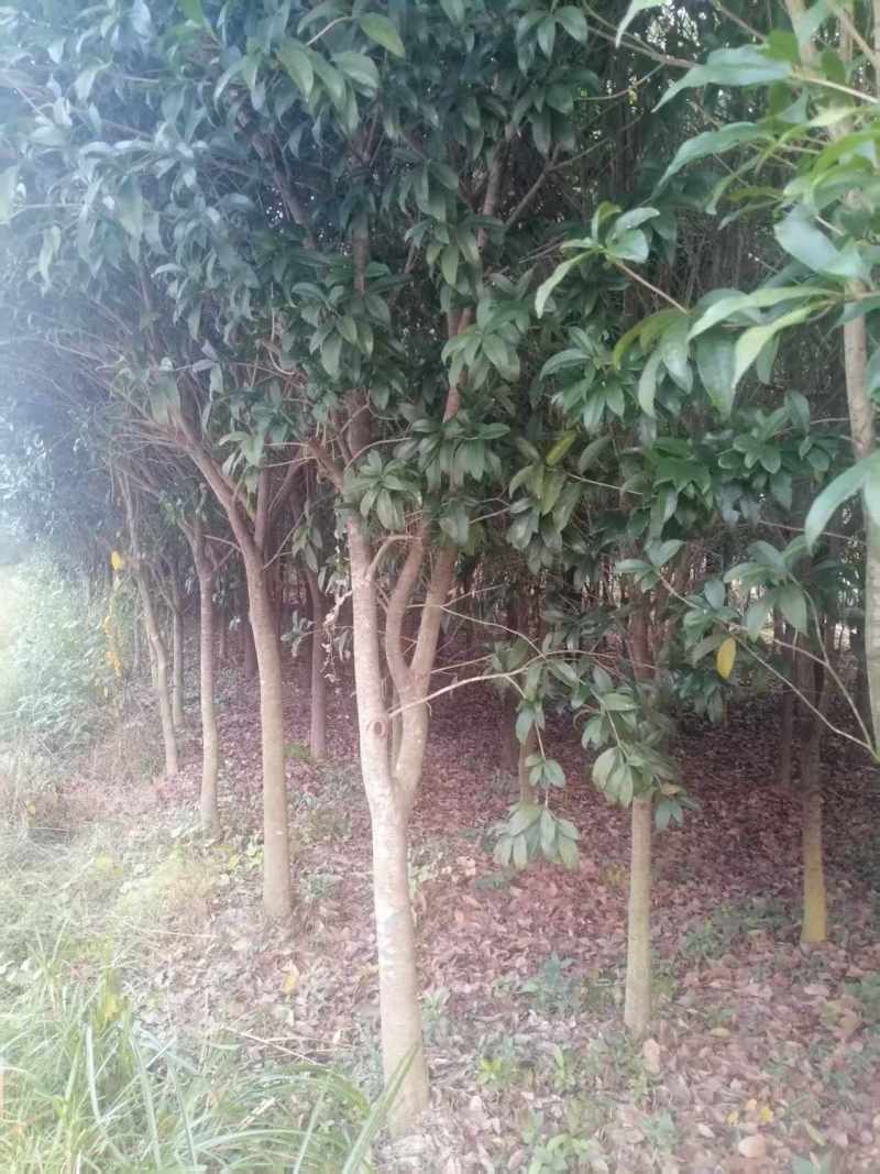 售卖5~10公分桂花树