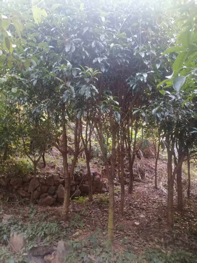 售卖5~10公分桂花树