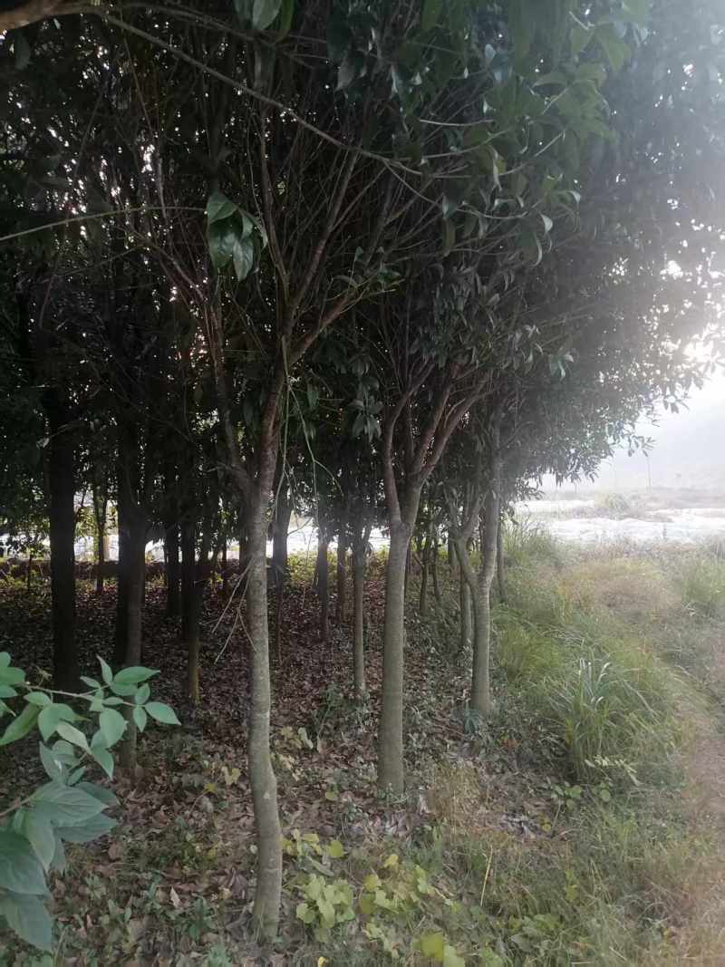 售卖5~10公分桂花树