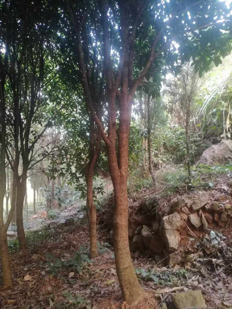售卖10~15公分樟树