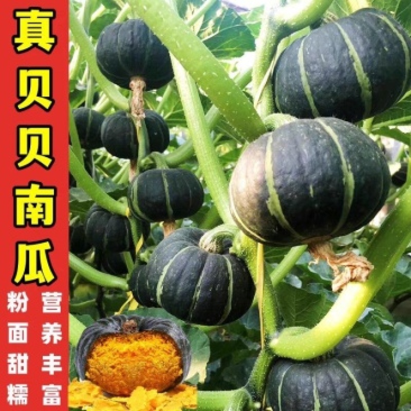 贝贝南瓜板栗南瓜大量供货对接各大市场商超