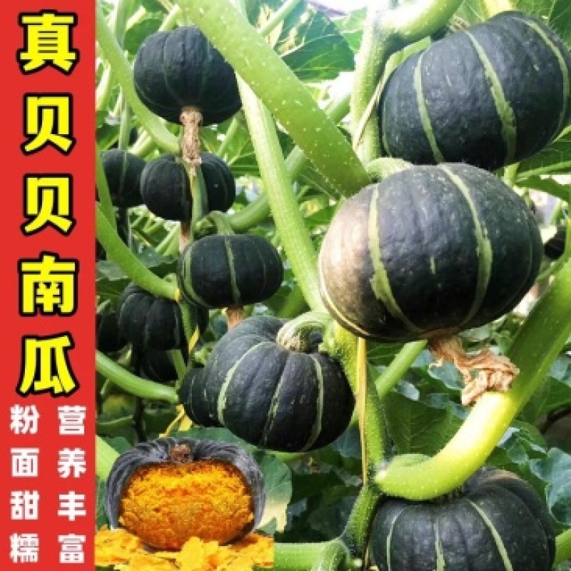贝贝南瓜板栗南瓜大量供货对接各大市场商超
