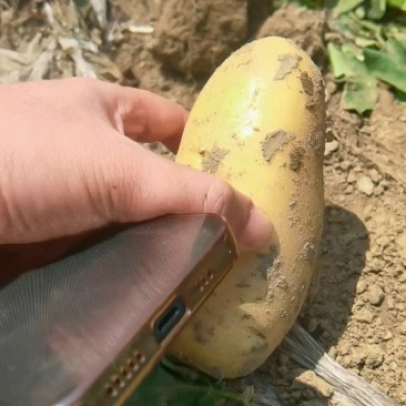 荷兰十五个头均匀货源充足地头现挖现对接各大市场商超