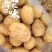荷兰十五个头均匀货源充足地头现挖现对接各大市场商超