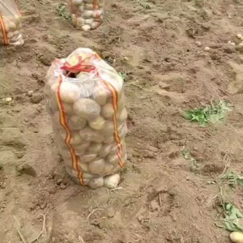 荷兰十五个头均匀货源充足地头现挖现对接各大市场商超
