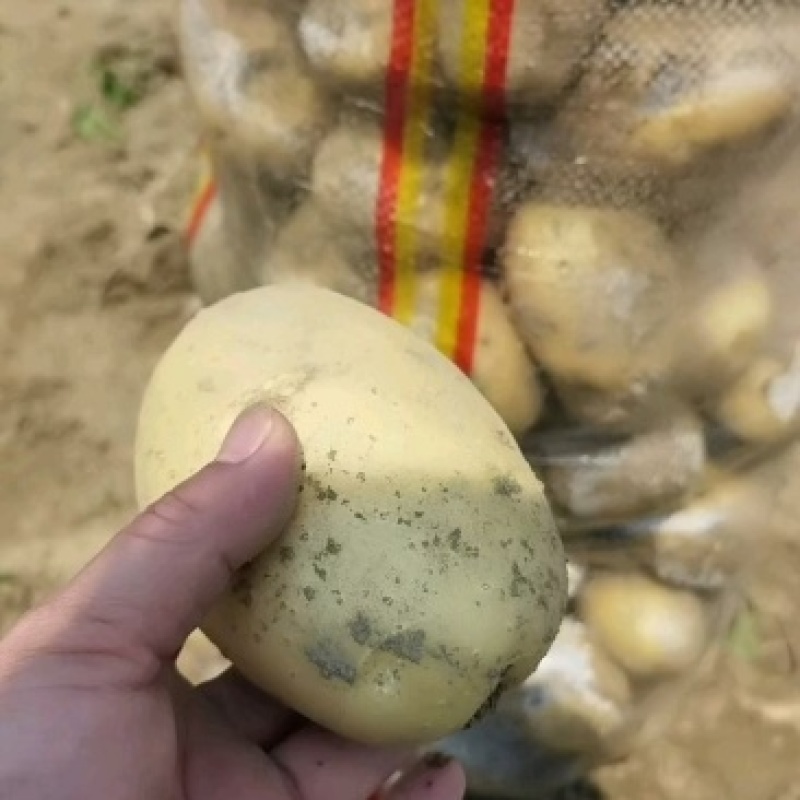 荷兰十五个头均匀货源充足地头现挖现对接各大市场商超