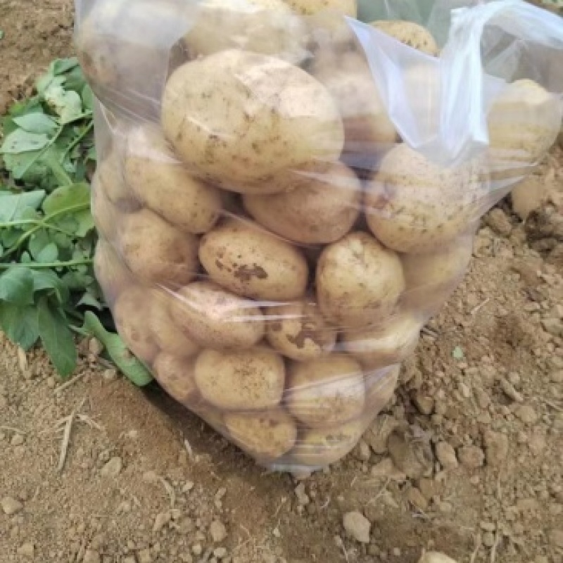 荷兰十五个头均匀货源充足地头现挖现对接各大市场商超