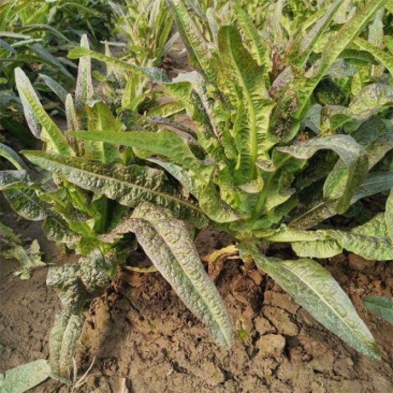 [荐]莴笋尖叶莴笋湖北莴苣大量有货供应对接各大市场商